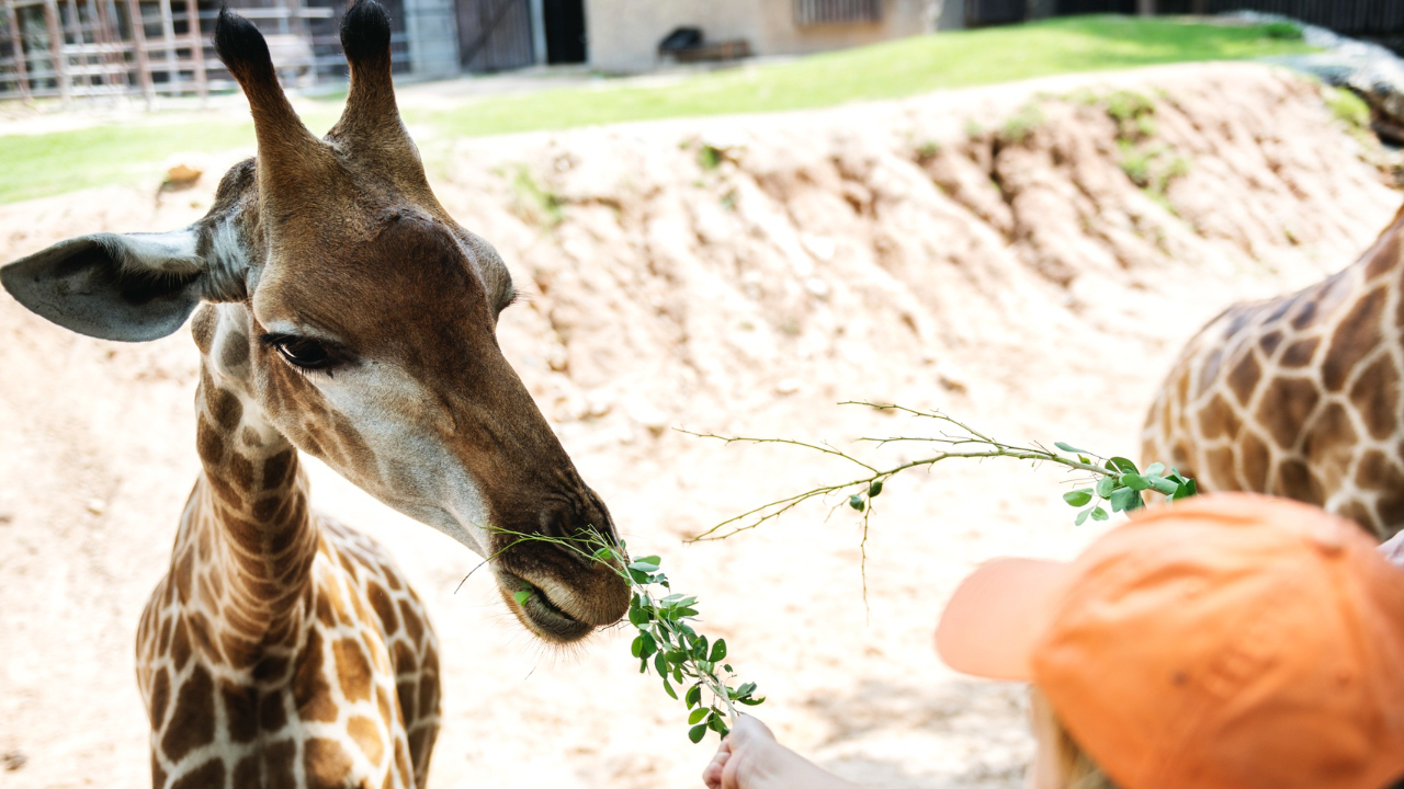 young-caucasian-girl-feeding-giraffe-zoo (1)